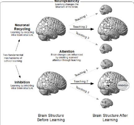 FIgURE 1.  Fundamental concepts and relationships connecting education and the brain 