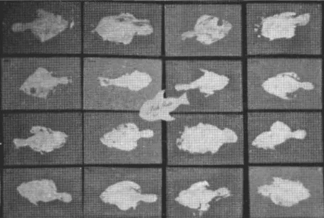 FIGURE  1.  Before  Reggio 