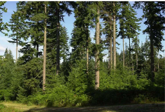 Fig. 3. A site undergoing transformation to continuous cover forestry.