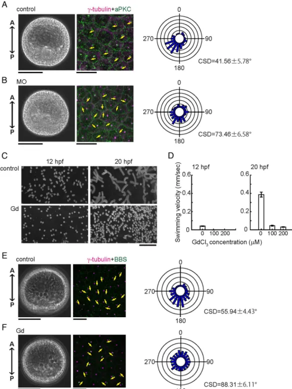 Figure 4.  Calaxin morphants are deficient in the coordinated orientation of ciliary basal structures