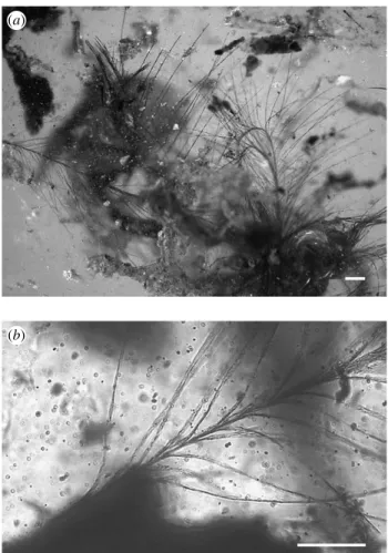 Figure 1. Fossil feathers from the Early Cretaceous amber of France (MNHN ARC 115.6): (a) seven feathers are preserved in a single piece of amber; (b) their excellent quality of preservation allows observation of fine structures using transmitted light mic