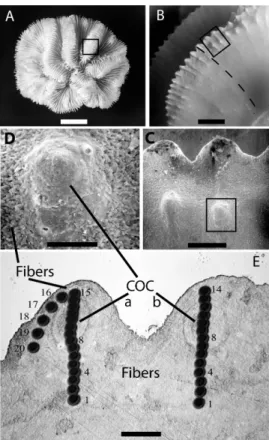 Figure 1. (a) Macroscopic view of the skeleton of Colpophyllia sp. after removal of the cell-layer