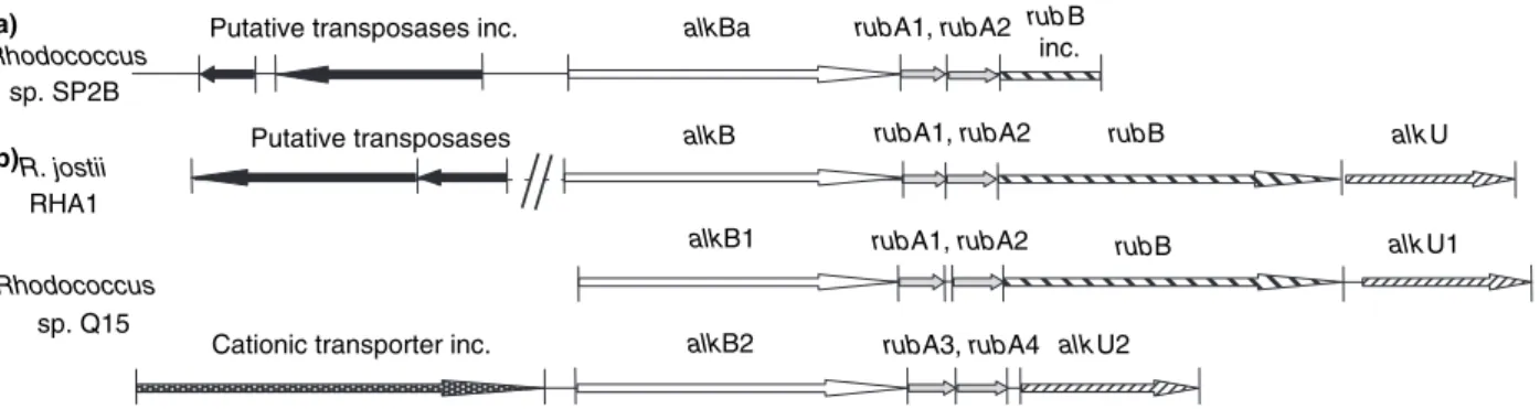 Figure 2 Comparison of cloned alk genes from Rhodococcus sp. SP2B (a) with the gene organization of other Rhodococcus alkane-degradative systems (b)
