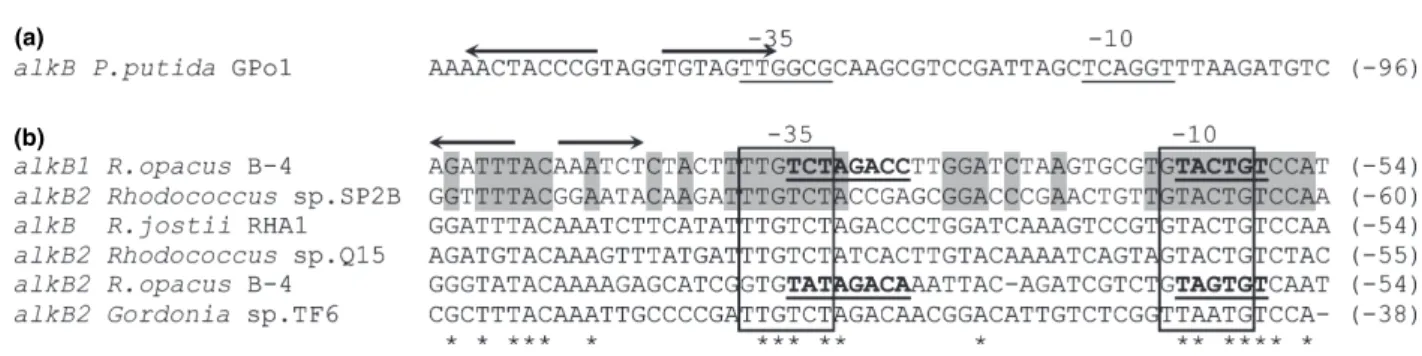 Figure 3 (a) Promoter region of alkB gene from Pseudomonas putida GPo1 with the 20 bp inverted repeat (arrows) proposed as AlkS binding site by van Beilen et al