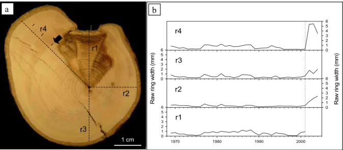 Fig. 7. (a) Cross section of N. pumilio showing evidence of the 2002 avalanche event. Four radii were measured: r1 is oriented upslope, r3 is oriented downslope, and r2 and r4 are oriented to each side