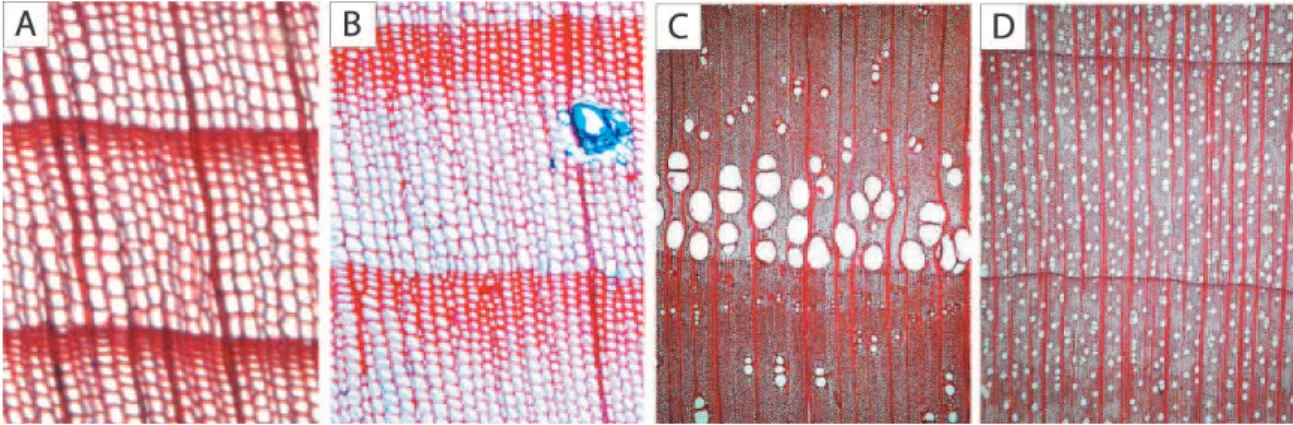 Fig. 1. Micro-sections of tree rings prepared from conifer and broadleaved trees: In (a) Picea abies (L.) Karst