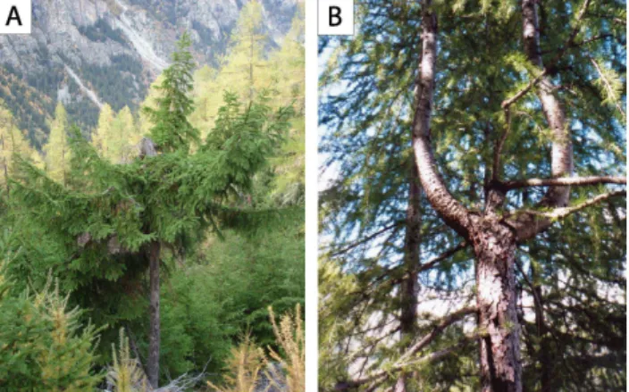Fig. 5. (a) Picea abies (L.) Karst. decapitated by rockfall. (b) Candelabra growth in Larix decidua Mill