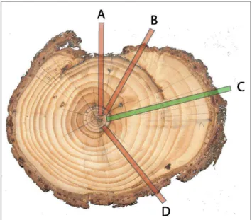 Fig. 8. When sampling injured trees, special attention needs to be addressed to the sampling position