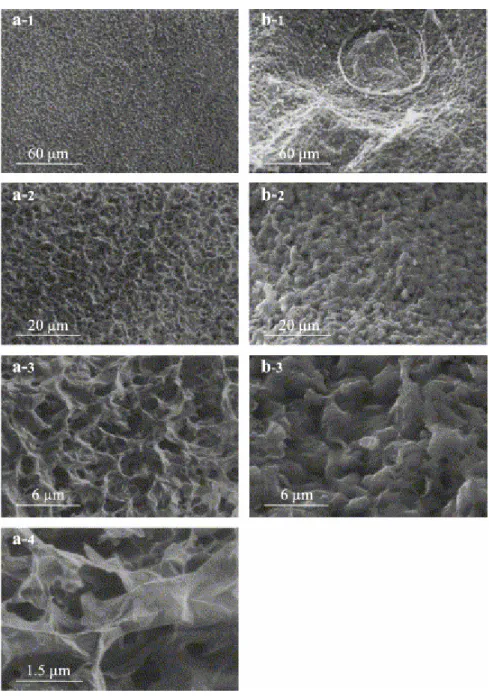 Fig. 6. Smectite–humic acid association. (a-1 to a-4) Cryo-SEM micrographs; (b-1 to b-3) conventional  SEM micrographs of freeze-dried sample