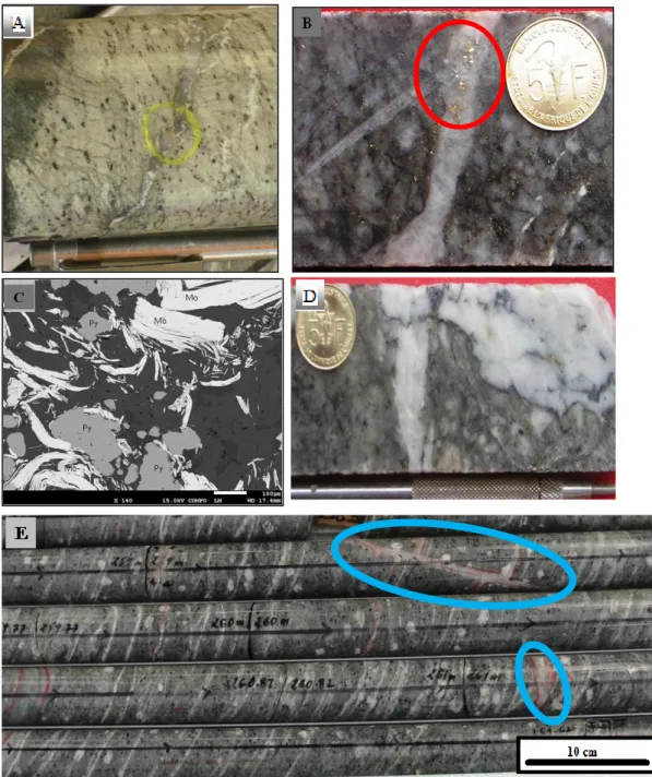 Figure 7: The localisation of gold and its associated molybdenite and pyrite within the veins in the Bonikro  deposit