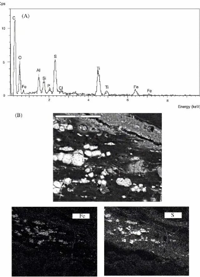 Fig. 5. (A) EDS analysis spectra showing mineral composition of Senegal sediments; (B) an example  of elemental (Fe, S) fingerprints of Senegal samples