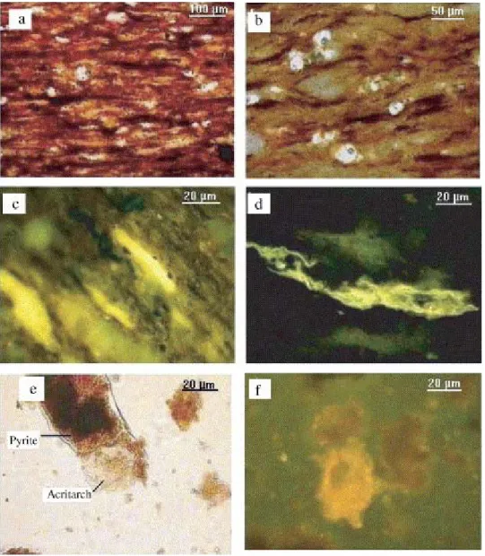 Fig. 9. Photomicrographs illustrating the typical maceral composition of Tarfaya samples