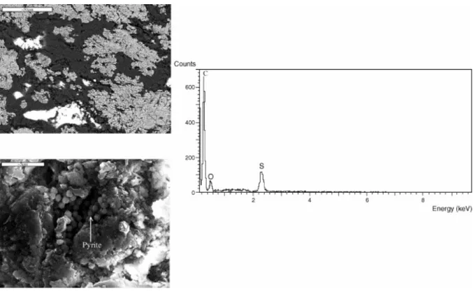 Fig. 10. SEM images of Tarfaya samples showing both OM and mineral matrix relationship and pyrite  distribution in mineral matrix