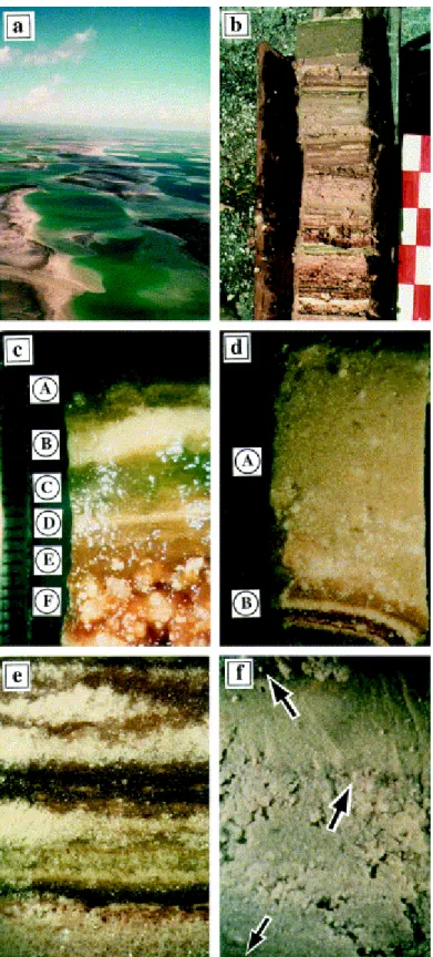 Fig. 5. Field and stereomicroscope photographs. (a) Aerial view of the lakes in the eastern part of Kiritimati  Island
