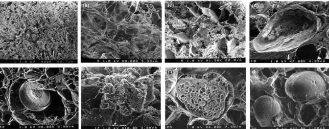 Fig. 10  Cryo-SEM of clouds. a The aggregate displays an association of pores (ca. 4–30 µm in mean  dimension) and an organic network (350×)
