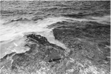 Fig. 2  Surface macroaggregates accumulating on the shore in front of the Piran Marine Biology  Station, Adriatic Sea (photo: V