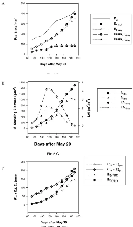 Fig. 5. A. Seasonal progression at Wagga Wagga in 1993 for cumulative rainfall (P G ), total water use (E T(N0)  and E T(N+) ) and drainage below 0.9m for two wheat crops (m (N0)  and m (N+) ) with variation in application of supplemental nitrogenous ferti