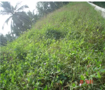 Fig. 11. CP- less density, non uniform vegetation   with soil erosion, after 7 months 