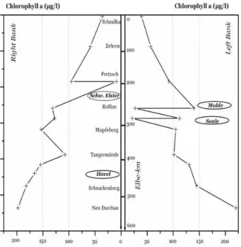 Fig. 1. Chl a longitudinal section of the Elbe sampling survey from Schmilka to Neu Darchau dated 3–11 September 1998.