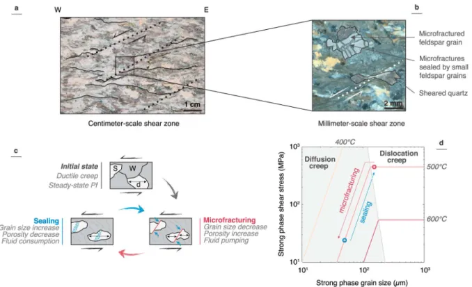Figure 2. Key ﬁ eld observations used to de ﬁ ne the grain size-sensitive rheology. (a) Centimeter-scale shear zones (black dashed lines) in foliated (thin black lines) granitic rocks from East Tenda Shear Zone (Gueydan et al., 2003, 2017; Corsica, France)