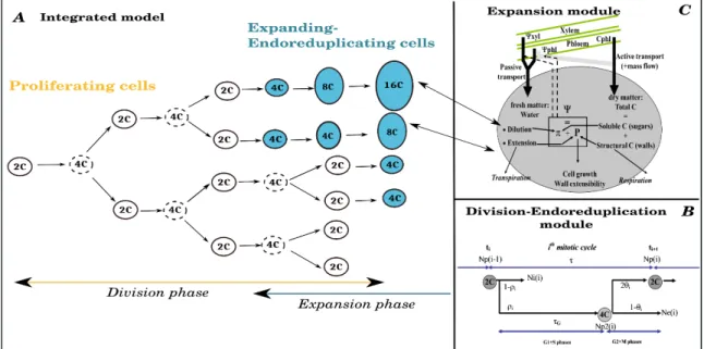 Fig. 2: Panel A:  Scheme of the integrated model. The fruit is described as a collection of cell populations, each  one having a specific age, ploidy level and volume