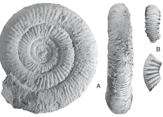 Fig. 4:  Dactylioceratidae du Toarcien basal. A: Dactylioceras (Orthodactylites) clevelandicum h Owarth ,1973, La Roche Blain, niv