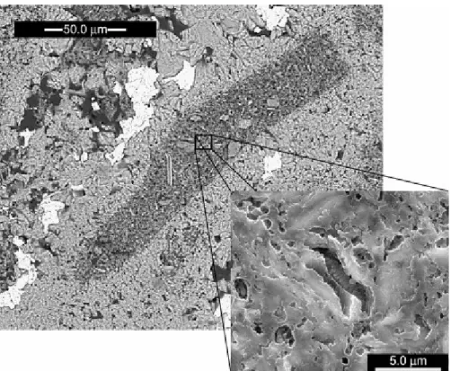 Fig. 5. SEM image of a polished and etched (HCl 0.1%) thin section (sample CB1) showing a  coprolite longitudinal section in which it is possible to observe a coccolithophorid mould