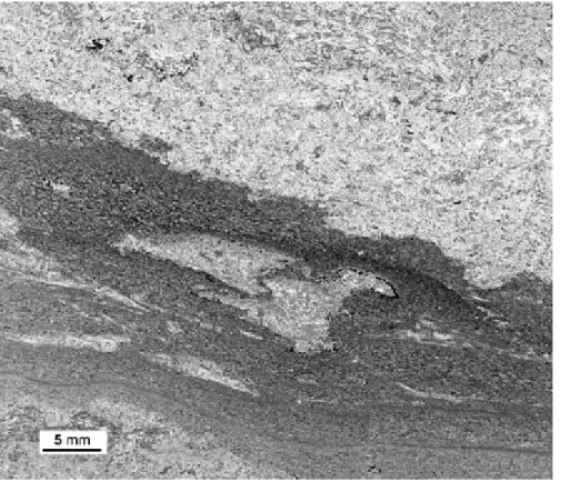 Fig. 6. Transmitted light photomicrograph of the burrowed detritic microfacies (thin section  of the sample CB1)