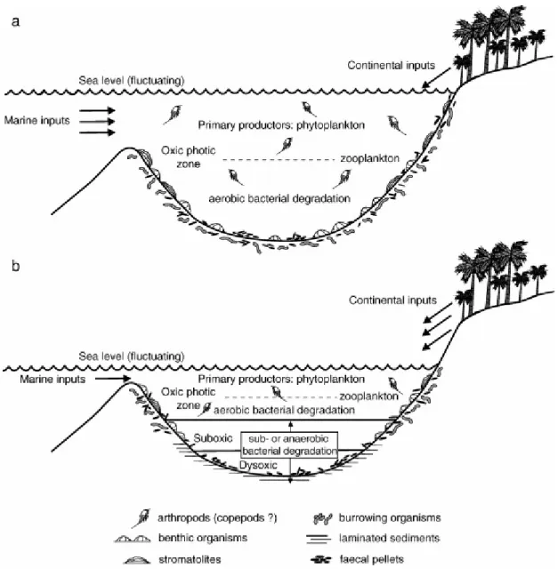 Fig. 13. Schematic palaeoecological reconstructions of depositional environments of the  Calcare di Base in the Rossano Basin