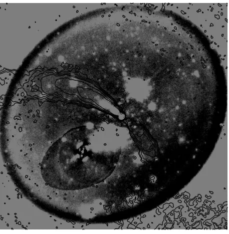 Figure 1. Residues after subtraction of elliptical models of 3C66B and its companion. The square field is 100 arcsec wide, and cuts are -0.9 (white) to 2.5 (black) µJy/arcsec 2 