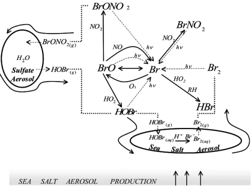 Fig. 5. Schematic description of the RBS mechanism that was used in the model.