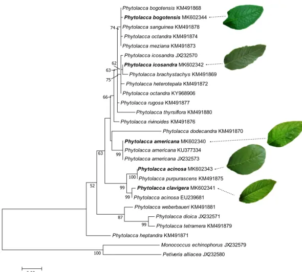 Figure 1.  Maximum likelihood phylogram for the identification of Phytolacca species used based on ITS1-5.8S- ITS1-5.8S-ITS2 sequences