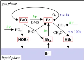 Fig. 1 Overview on the most important reaction paths for Br-chemistry under polar  conditions