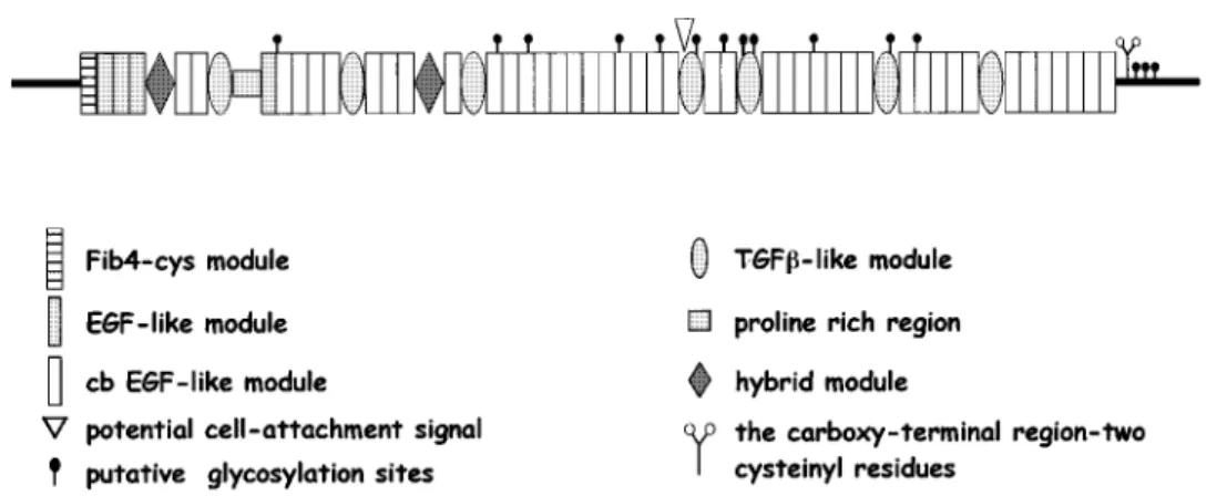 Figure 2 Schematic diagram of a normal cb EGF-like module.