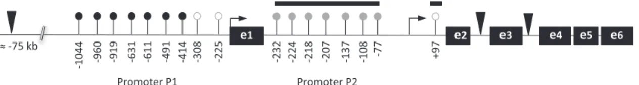 Table 2. General linear model for regression of sex, age, GH dose and CG-137 methylation on increment in growth rate (cm per year) induced by GH treatment