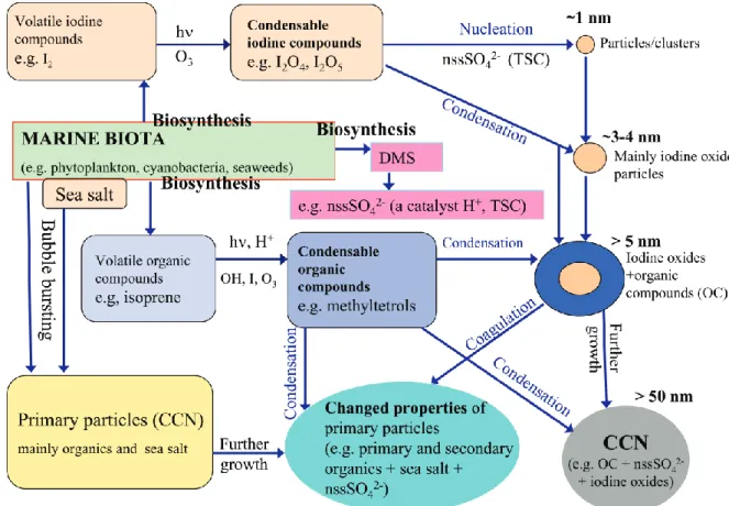Fig. 13. The rough outlook about biogenic nucleation and Aitken modes particles formation, growth, and composition during daylight at the background coastal/marine region.