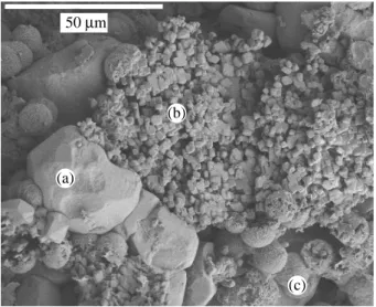 Fig. 1: SEM image of a tuffeau sample with (a) sparitic calcite (large grains), (b) micritic calcite (small grains of a few µ m), (c) opal spheres of 10 to 20 µ m diameter.