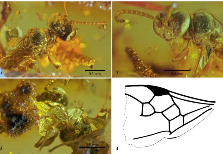 Figure I1. Menopsila dupeae n. gen. and sp., in Late Cretaceous amber of Vendée, NW France, holotype male IGR.GAR-50; 1, habitus in dorsal view; 2, head and  pronotum in frontolateral view; 3, head and forewing in ventral view; 4, line drawing of the forew