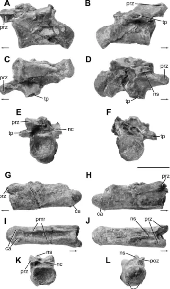 Fig. 10. Caudal vertebrae of a tanystropheid. Anterior caudal  vertebra MCZ 101538 A–F; A: left lateral view; B: right  late-ral view; C: ventlate-ral view; D: dorsal view; E: anterior view; 