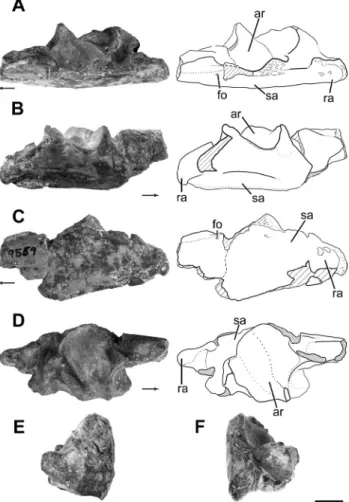 Fig. 2. Part of the posterior portions of the postdentary bones  of the left hemimandible of an azendohsaurid, MCZ 101531; 