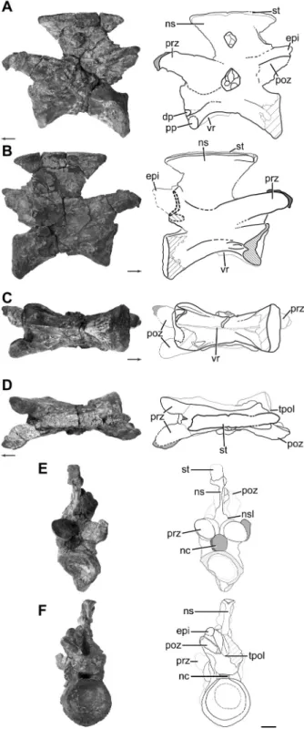 Fig. 4. Anterior cervical vertebra, MCZ 101539, of an azen- azen-dohsaurid; A: left lateral view; B: right lateral view; C: ventral  view; D: dorsal view; E: anterior view; F: posterior view