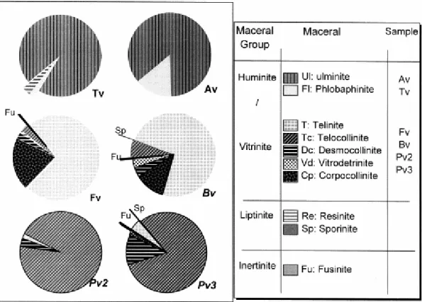 Fig. 3. Maceral analyses (% vol. mmf) of the vitrains studied. In all cases the  huminite/vitrinite group is predominant
