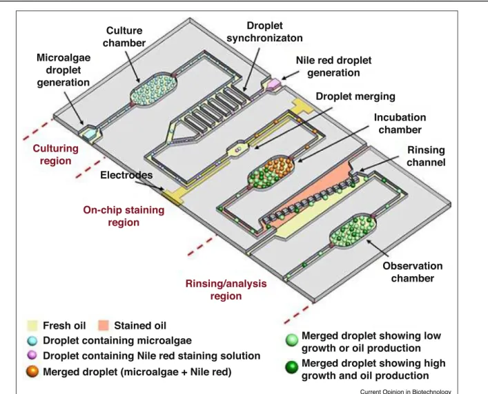 Illustration of the droplet microfluidics based microalgae screening platform for analyzing microalgal growth and oil production