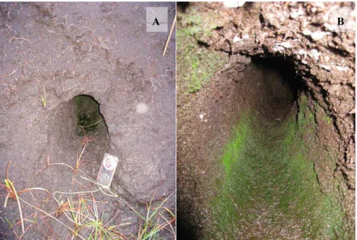 Fig. 3. A natural peatland pipe showing (A) the outlet on a stream bank (with compass for scale) and (B) the internal features of the pipe channel which is 27 cm tall.