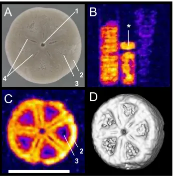 Fig. 3. Four di ff erent views at a fossil crinoid (Isselicrinus buchii) from R ¨ugen, Germany (MNHB/MB.E 5730)