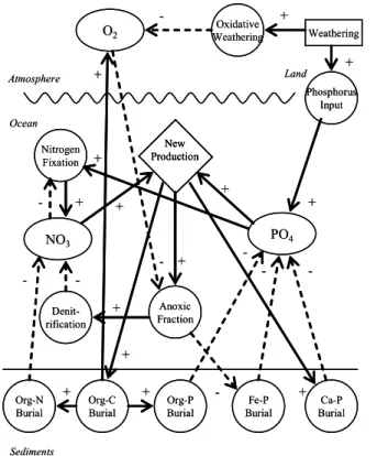 Fig. 1. Feedback diagram of the LW model where arrows indicate causal relationships. Ovals indicate reservoirs, circles indicate dependent variables, the diamond indicates a switch – new production is determined by either NO 3 or PO 4 – and the rectangle i