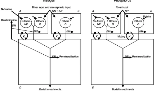 Fig. 2. Schematics of the nitrogen and phosphorus cycles in the extended TT model, where arrows indicate fluxes