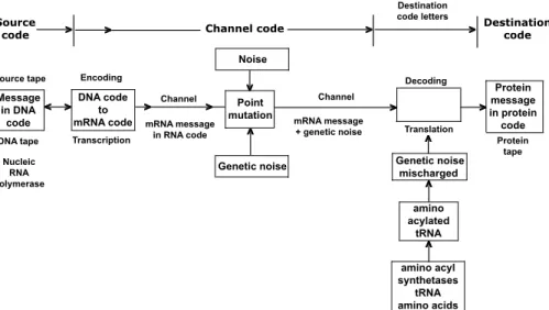 Fig. 1. The transmission of genetic message from the DNA to the protein tape using a trans- trans-mission channel that is embodied in the gene expression machinery