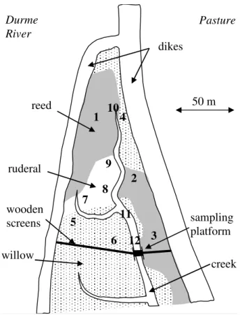 Fig. 1. Experimental marsh with vegetation distribution. Numbers represent sampling stations, with three station in each of the four habitats: Reed (St