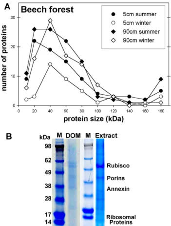 Figure 1: The number of phylogenetic groups distinguished and the number of total  proteins identified for each sample analyzed